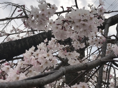 2020.3.23桜